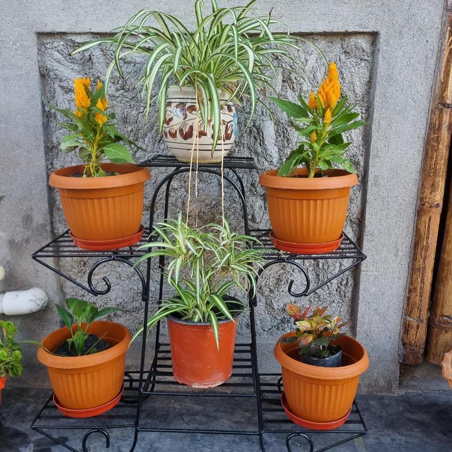 Alohi The Terrace Homestay Tezpur المظهر الخارجي الصورة